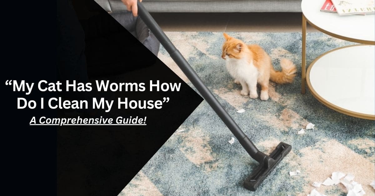 My Cat Has Worms How Do I Clean My House – A Comprehensive Guide!