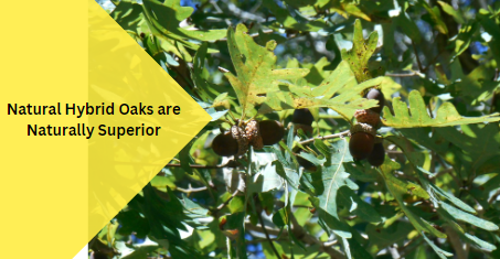 Natural Hybrid Oaks are Naturally Superior